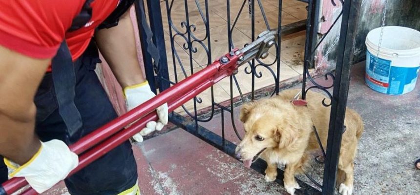 O Corpo de Bombeiros Militar do Amazonas (CBMAM) resgatou, na tarde de domingo (29), em Manacapuru (a 68 quilômetros de Manaus), um cachorro que ficou preso entre as grades de um portão após se assustar com fogos de artifício. Durante o resgate, os militares precisaram cortar uma das grades de ferro para retirar o animal.